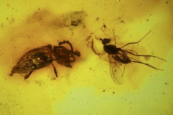 Detailed Fossil Beetle (Coleoptera) & Fly (Diptera) In Baltic Amber #90843